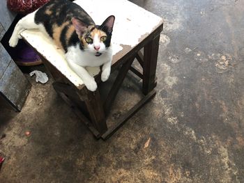 High angle portrait of cat sitting on seat