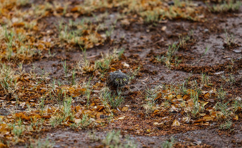 Close-up of snake on field in forest