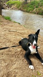 Dog with dog in background