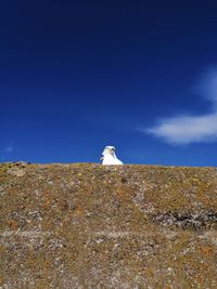 Seagull on a rock
