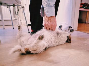 Midsection of man tickling dog lying on floor at home