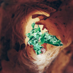 Macro shot of plants