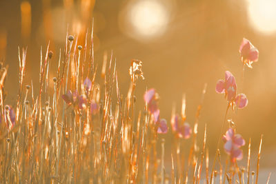 Close-up of flowering plants on field