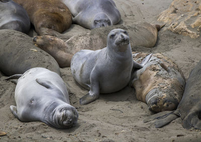 Sea lion resting on beach