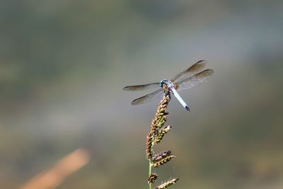 Close-up of dragonfly on a flower