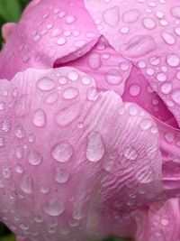 Close-up of water drops on pink flower petal