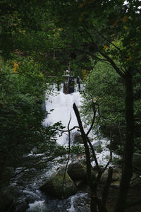 Scenic view of waterfall in forest