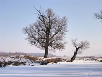 Bare tree on snow covered landscape against clear sky