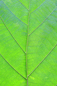 Full frame shot of green leaves