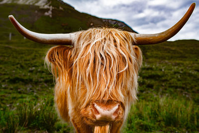 Close-up of a horse on field