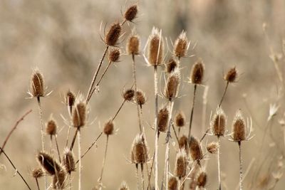 Close-up of flowers growing in field