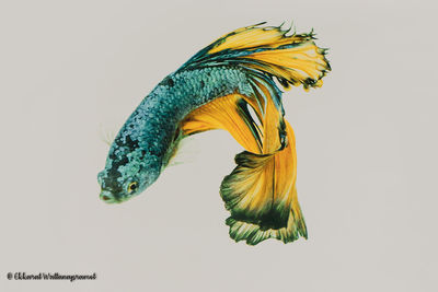 Close-up of yellow fish against white background