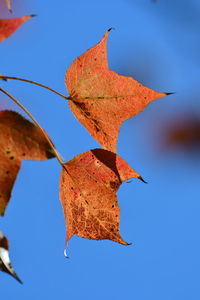 Close-up of autumn leaf against blue sky