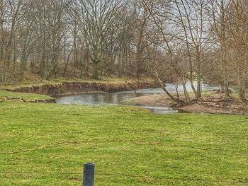 Scenic view of river in forest