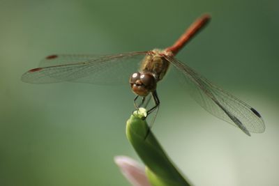 Close-up of dragonfly on flower