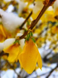 Close-up of insect on yellow flower