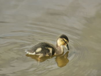 Close-up of swan swimming in lake