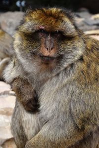 Close-up of portrait of head in zoo