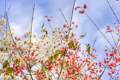 Low angle view of flower tree against sky