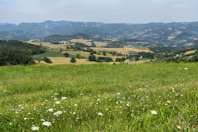 Scenic view of grassy field against sky