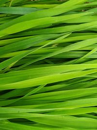 Full frame shot of green leaves