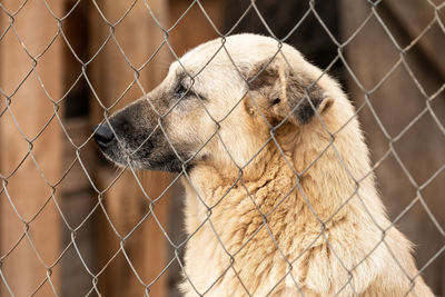 Close-up of a fence in zoo