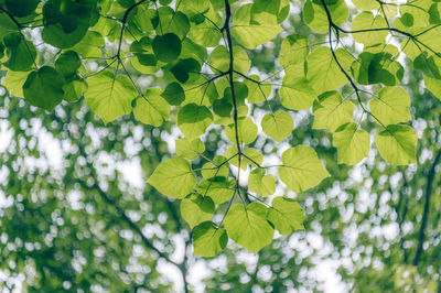 Low angle view of fresh green plant against tree