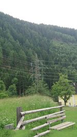 Trees on grassy field