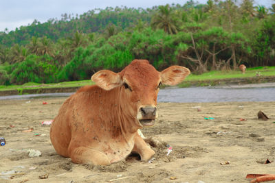 Cow in a field