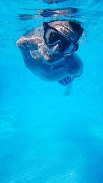 Jellyfish swimming in sea