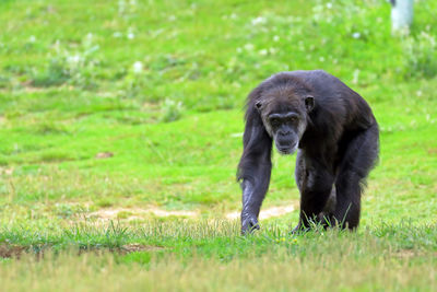 Chimpanzee walking on grassy field