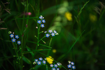 Close-up of purple flowering plant