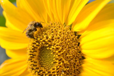 Close-up of bee on sunflower