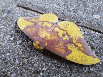 High angle view of yellow lizard on ground