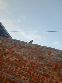 Low angle view of seagull on wall