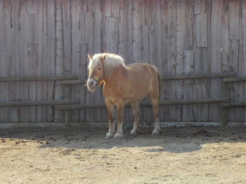 Horse standing on field