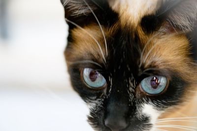 Close-up portrait of cat