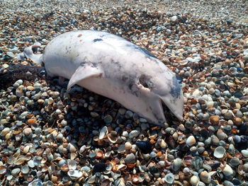 View of dead fish on beach