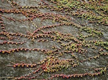 Full frame shot of autumn leaves on land