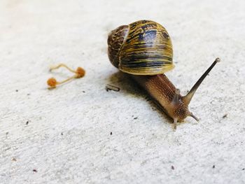 Close-up of snail