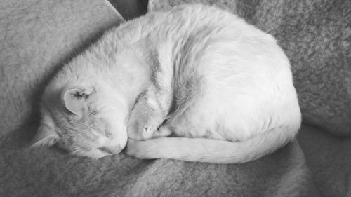 Close-up of dog sleeping at home