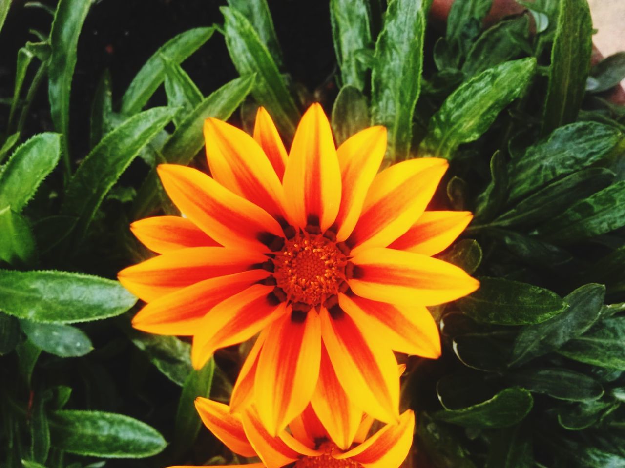 beauty in nature, plant, inflorescence, flower head, flower, growth, flowering plant, fragility, vulnerability, petal, freshness, plant part, leaf, close-up, orange color, nature, yellow, green color, day, pollen, no people, outdoors, gazania