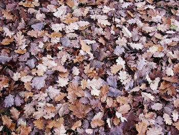 Full frame shot of leaves