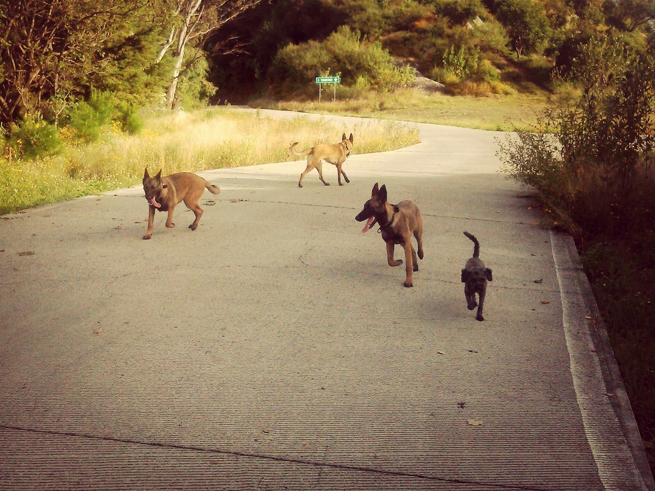 animal themes, domestic animals, mammal, two animals, walking, full length, dog, shadow, livestock, horse, running, pets, sunlight, standing, nature, tree, water, road, herbivorous, outdoors