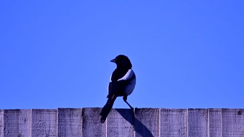 Low angle view of bird perching on wall