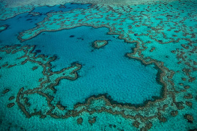 View of coral underwater