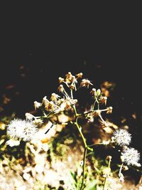 Close-up of white flowering plant on field