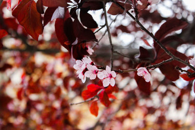 Close-up of cherry blossom tree