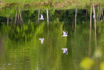 Birds swimming in lake