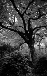 Trees in forest